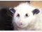 Opossum