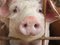 Antibiotika-Belastung: 11 900 Schweine als Lebensmittel gesperrt