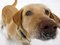 Hunde mit Ködern vergiftet