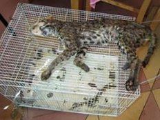 Bengalkatze