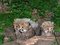 Nürnberger Tiergarten bekommt Nachwuchs