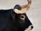 Flucht aus dem Schlachthof: Stier haut ab und rast über Gelände
